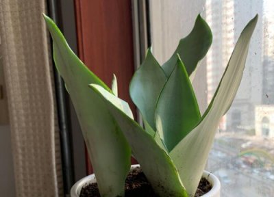 虎皮兰怎样养叶子才能肥厚 虎皮兰怎么养护叶片肥壮长得好