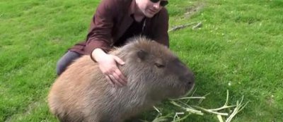 世界上最大的老鼠 最恐怖的巨型老鼠有多大多重