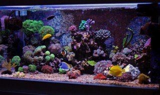 家庭怎么制作鱼缸水 自制鱼缸循环水怎么做