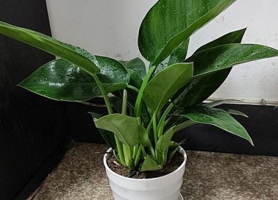 万年青开花后怎么处理 开花后要剪掉吗