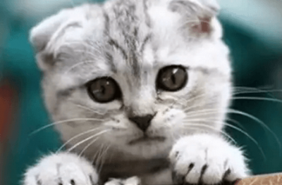 好养的宠物猫排名前十名 最受欢迎的宠物猫种类排行