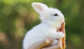 本命年兔年要怎么破 本命年兔年要如何破