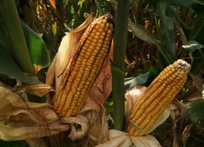 荃玉18玉米种简介 荃玉18玉米品种抗锈病简介