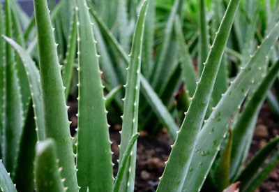 芦荟放什么肥料又肥又壮 芦荟要施什么肥见效快长得旺