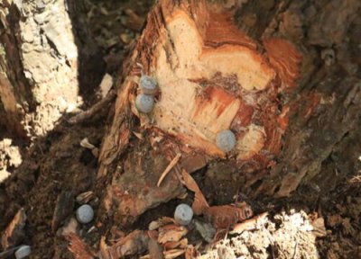 森林种植中常见病害 森林病虫害防治技术与方法措施