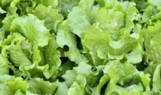 生菜泡几天能发芽 生菜泡多少天能发芽