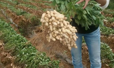 花生品种名称大全及图片 常见的高产花生品种简介