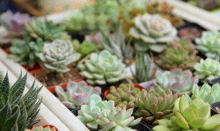 客厅里适合养什么植物 客厅南边适合养什么植物