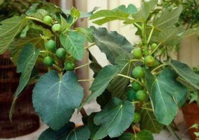 无花果枝条可以直接插土里吗 怎样扦插无花果枝条成活率高