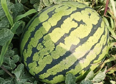 最畅销的西瓜品种 国内的精品西瓜品种排名