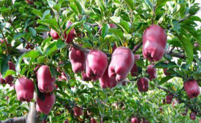 给苹果树施肥应多远挖多深沟 苹果树开沟施肥方法