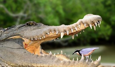 牙签鸟和鳄鱼的关系 鳄鱼真的不会吃牙签鸟吗为什么
