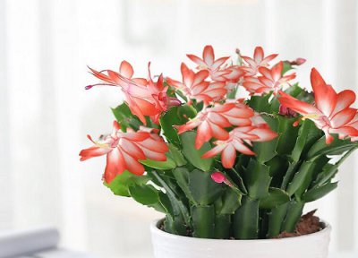 蟹爪兰花后管理方法 蟹爪兰花谢后的管理