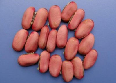 刀豆的功效与作用 刀豆的功效与作用及食用方法