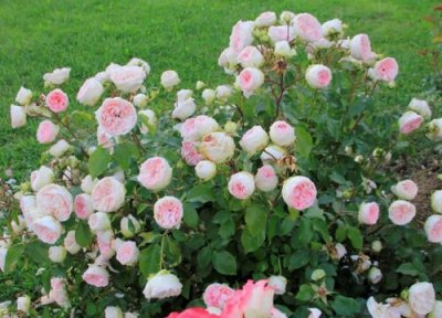 月季染上红蜘蛛的表现 月季染上红蜘蛛该怎么解决