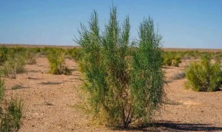 梭梭树什么树 梭梭树相关介绍