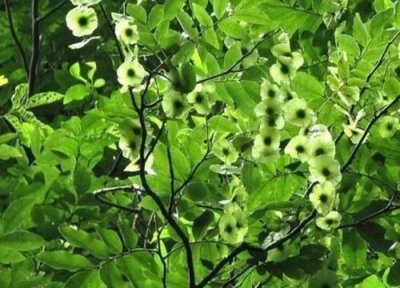 青钱柳生长周期 青钱柳的生长周期是多长时间