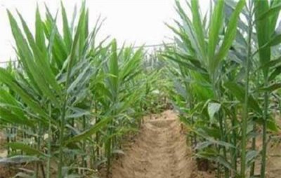 生姜老是死苗是什么原因 生姜种植后怎样生长快又高产