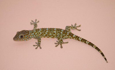 家里有壁虎可以打死吗 农村壁虎弄死了有什么讲究吗