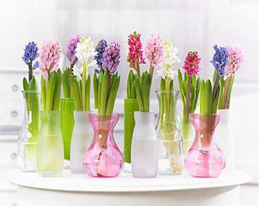 风信子的寓意是什么意思 不同颜色风信子代表象征含义