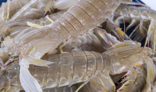 爬虾怎么保存才新鲜 虾爬子怎么保存才新鲜