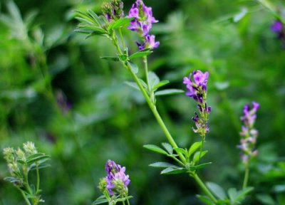 紫花苜蓿花期 紫花苜蓿花期是什么时候