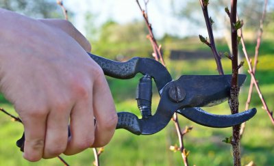 果树什么时候剪枝最好 一般果树适合什么月份修剪