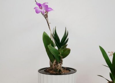 石斛兰花语 石斛兰的花语和寓意