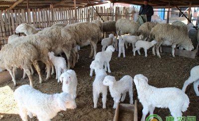 农村养羊的利润与成本分析 养羊行情与前景如何