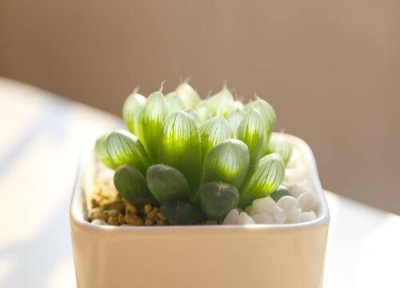 玉露休眠时间 玉露什么时候休眠