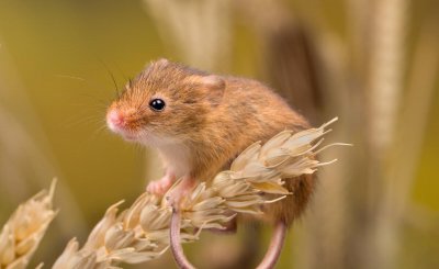 家里出现老鼠是吉是凶 老鼠进家门有什么兆头和预示