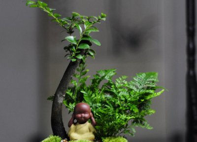 黑骨茶耐寒最低温度 黑骨茶盆景如何安全过冬