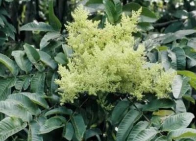 五倍子一年开花次数 五倍子一年开几次花