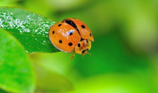 十八星瓢虫通常吃什么食物 十八星瓢虫的食物是什么