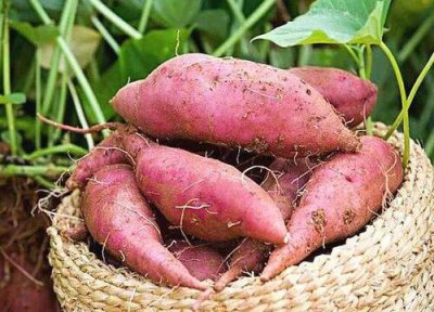 地瓜多久成熟 成熟期要多少天时间