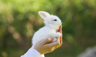 属兔的本命年什么颜色 什么是本命年