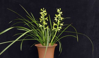 惠兰什么时候开花 蕙兰开花时间在什么时候