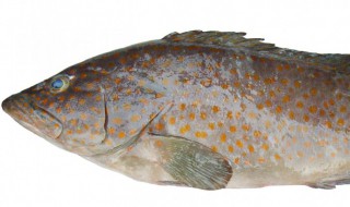 石斑鱼怎么挑新鲜 石斑鱼如何挑选新鲜的呢