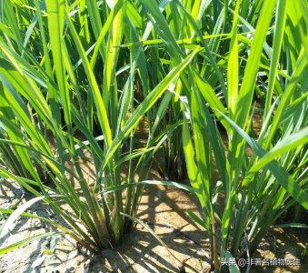 水稻二化螟的防治措施 二化螟发作防治时间及喷施农药