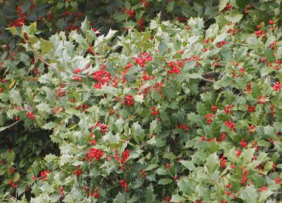 冬青耐寒吗 冬青适宜生长环境