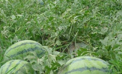 嫁接西瓜怎么嫁接方法 种植西瓜嫁接注意事项