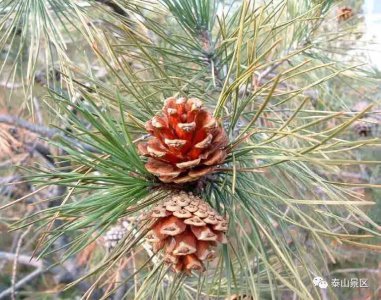 中国十大松树 中国最古老的松树