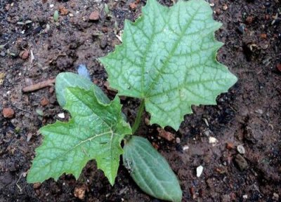 丝瓜叶子的功效与作用 丝瓜叶子的功效与作用及食用方法