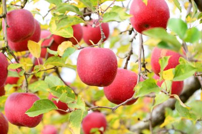 富士山果是什么水果 富士山果属于什么水果
