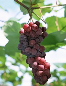 葡萄的生长需要什么肥料 给葡萄施肥什么肥最合适