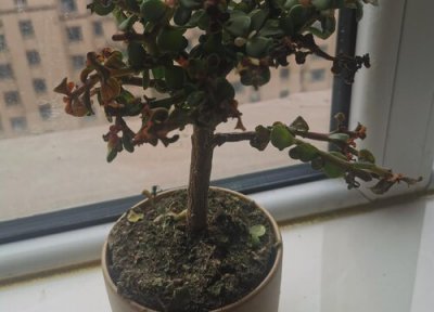 金枝玉叶直立的枝怎么修剪 金枝玉叶如何修剪株型紧凑圆润