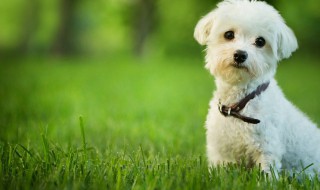 怎样分辨狗的好坏 如何判断狗的好坏