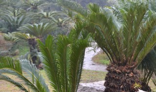 铁树可以放在客厅吗 铁树能不能放在客厅