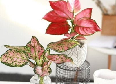 如意皇后摆放风水禁忌及正确摆放图 放在家里什么位置好