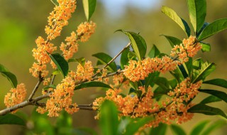 在南方庭院种大树比较适合 在南方庭院哪些大树比较适合种